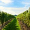 winery-tours-bus-tour-niagara