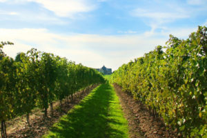 winery-tours-bus-tour-niagara