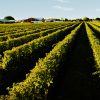 Niagara Winery Bus Tours